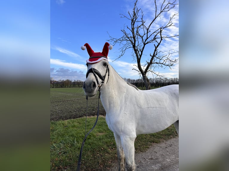 Cruzado Merrie 10 Jaar 158 cm Schimmel in L&#xFC;nen