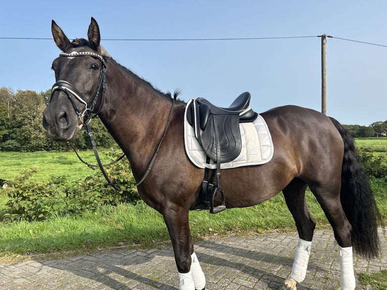 Cruzado Merrie 10 Jaar 158 cm Zwartbruin in Ostrhauderfehn