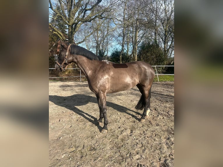 Cruzado Merrie 10 Jaar 158 cm Zwartbruin in Ostrhauderfehn