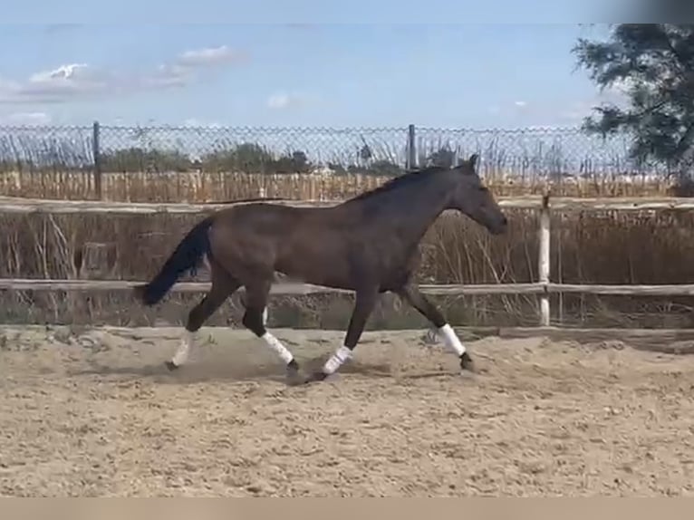 Cruzado Merrie 10 Jaar 160 cm  in Vahlberg