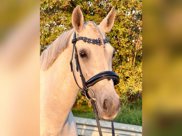 Cruzado Merrie 10 Jaar 161 cm Appelschimmel in W&#xFC;lperode