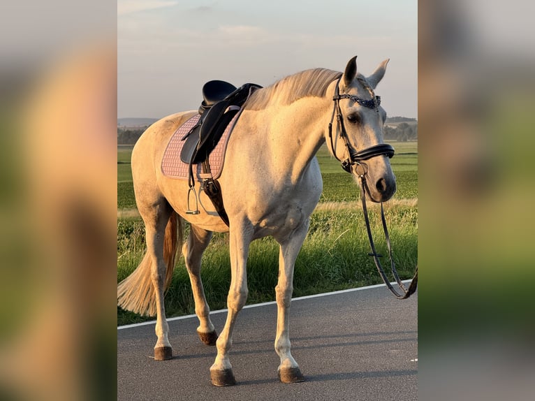 Cruzado Merrie 10 Jaar 161 cm Appelschimmel in W&#xFC;lperode