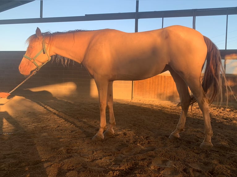 Cruzado Merrie 10 Jaar 163 cm Perlino in Cremona