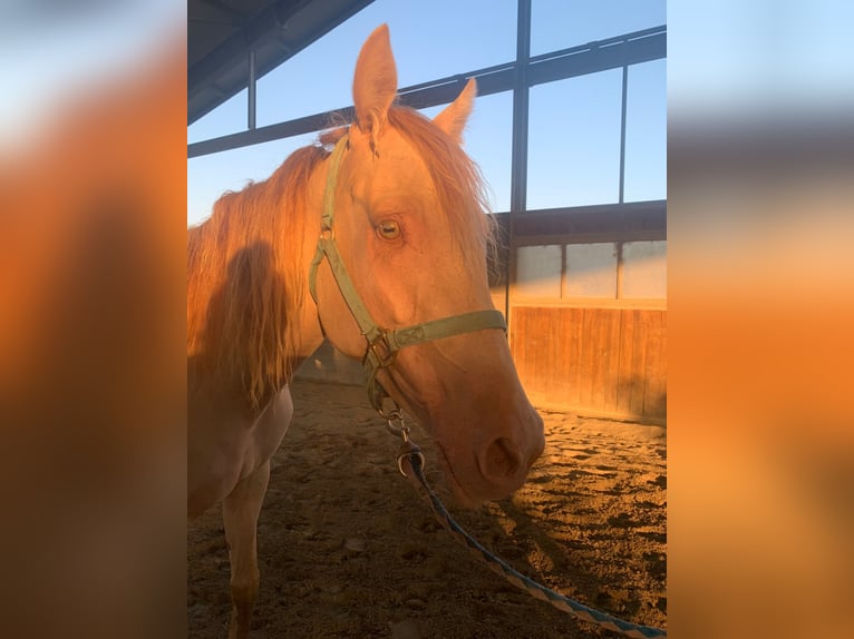 Cruzado Merrie 10 Jaar 163 cm Perlino in Cremona