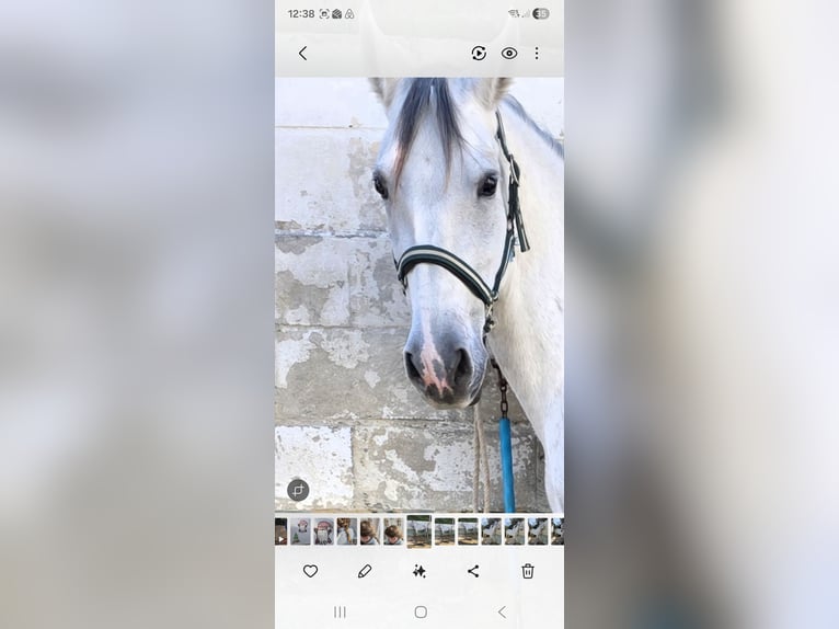 Cruzado Merrie 10 Jaar 165 cm Appelschimmel in Mairena Del Aljarafe