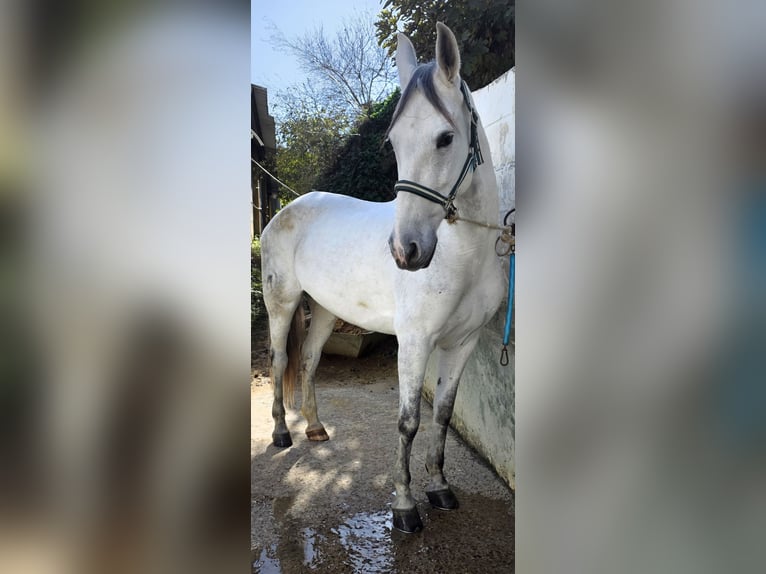 Cruzado Merrie 10 Jaar 165 cm Appelschimmel in Mairena Del Aljarafe