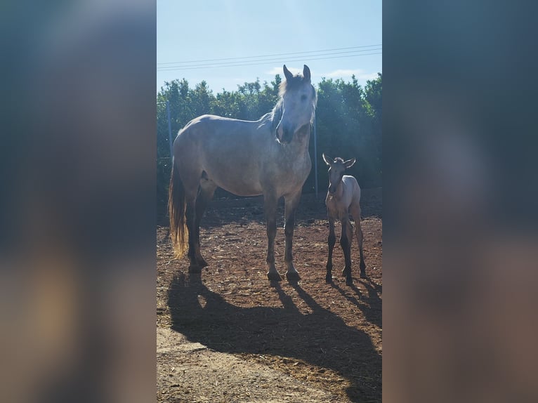 Cruzado Mix Merrie 10 Jaar Falbe in La Vall D'Uixo