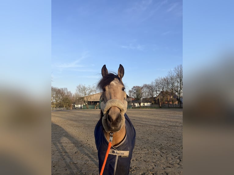 Cruzado Merrie 11 Jaar 141 cm Buckskin in DattelnDatteln