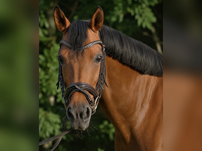 Cruzado Merrie 11 Jaar 155 cm Bruin in Wingerode