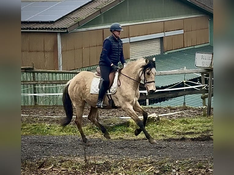 Cruzado Merrie 11 Jaar 160 cm Falbe in Neustadt (Wied)