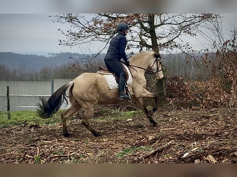 Cruzado Merrie 11 Jaar 160 cm Falbe in Neustadt (Wied)