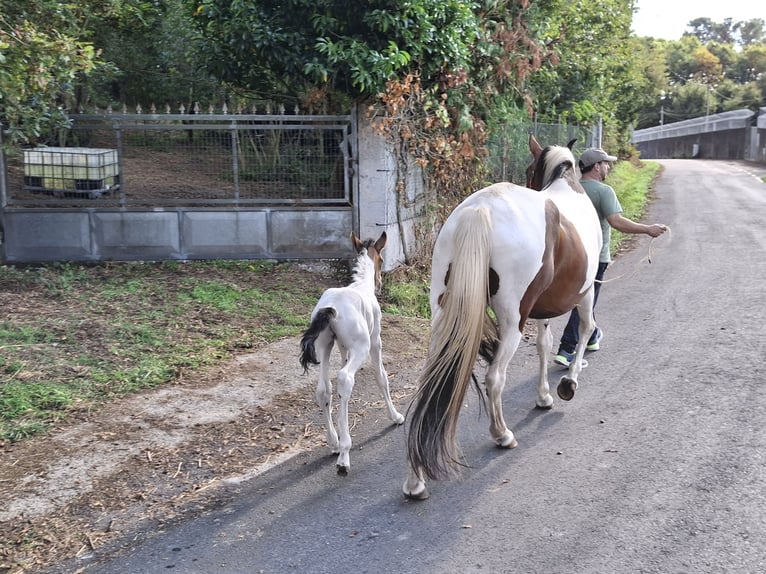 Cruzado Mix Merrie 11 Jaar 160 cm Gevlekt-paard in Santiago De Compostela