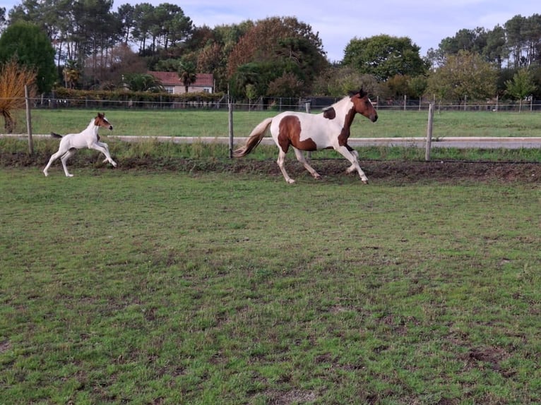 Cruzado Mix Merrie 11 Jaar 160 cm Gevlekt-paard in Santiago De Compostela