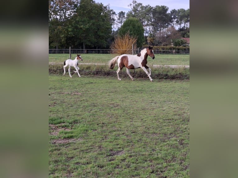 Cruzado Mix Merrie 11 Jaar 160 cm Gevlekt-paard in Santiago De Compostela