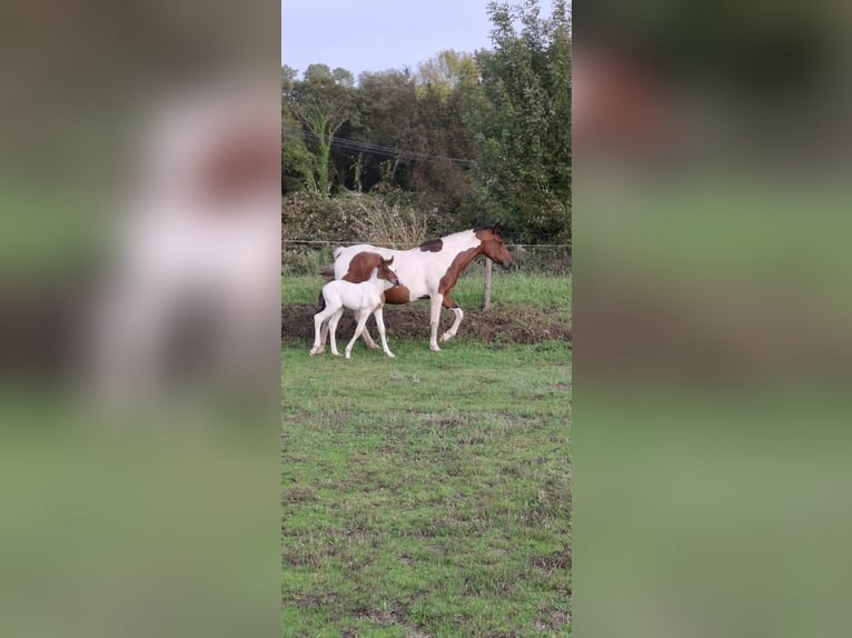 Cruzado Mix Merrie 11 Jaar 160 cm Gevlekt-paard in Santiago De Compostela