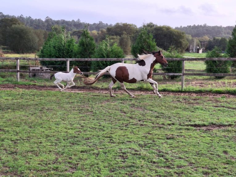 Cruzado Mix Merrie 11 Jaar 160 cm Gevlekt-paard in Santiago De Compostela