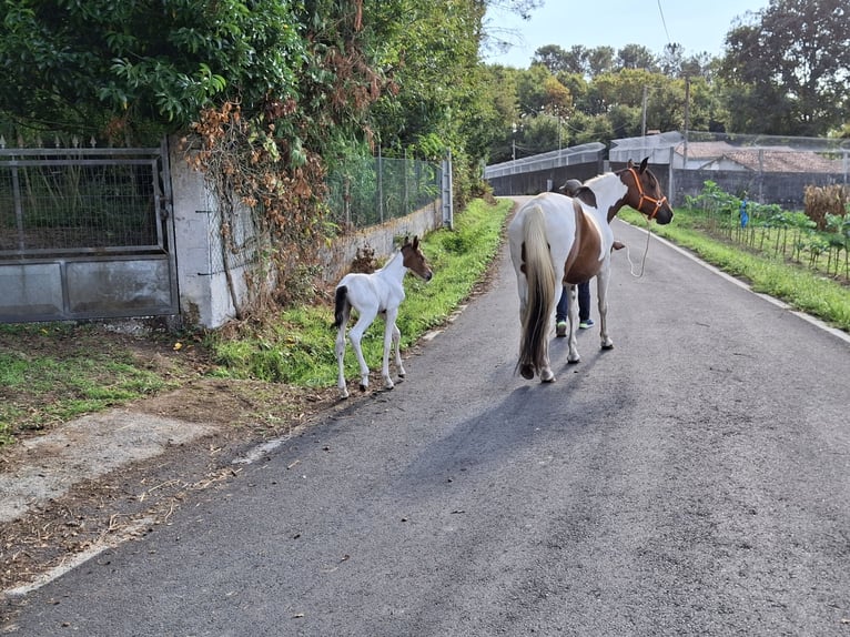 Cruzado Mix Merrie 11 Jaar 160 cm Gevlekt-paard in Santiago De Compostela
