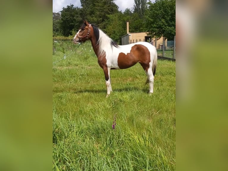 Cruzado Mix Merrie 11 Jaar 160 cm Gevlekt-paard in Santiago De Compostela
