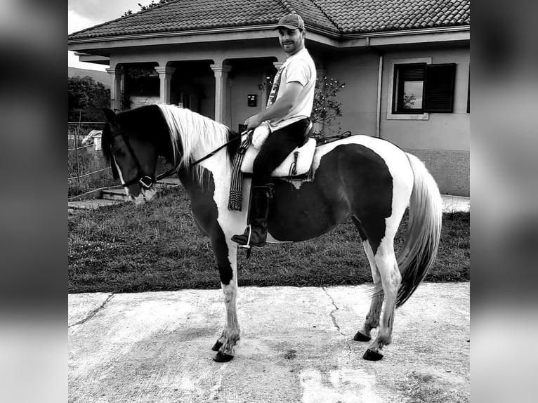 Cruzado Mix Merrie 11 Jaar 160 cm Gevlekt-paard in Santiago De Compostela