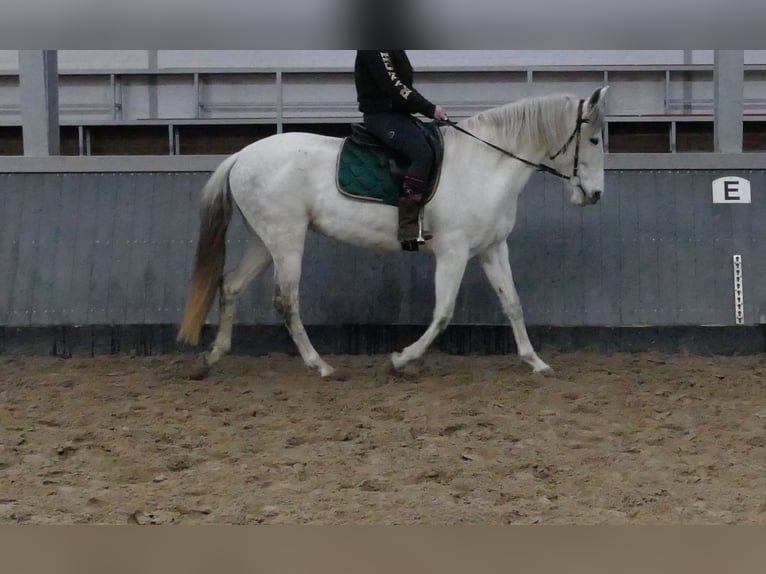 Cruzado Merrie 11 Jaar 162 cm Schimmel in Lathen