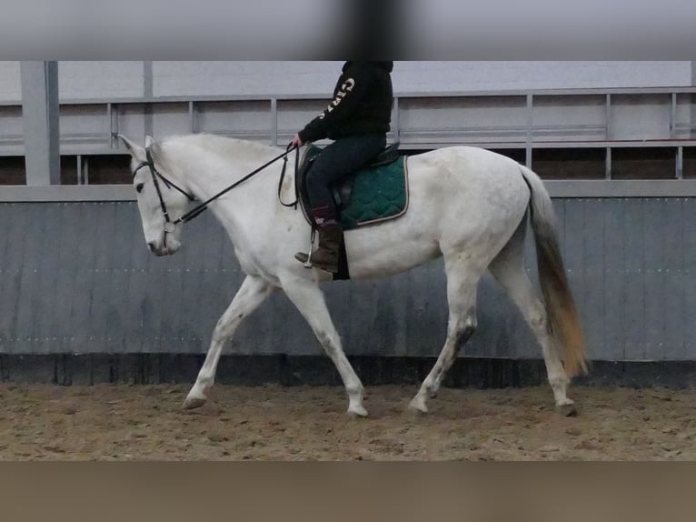 Cruzado Merrie 11 Jaar 162 cm Schimmel in Lathen