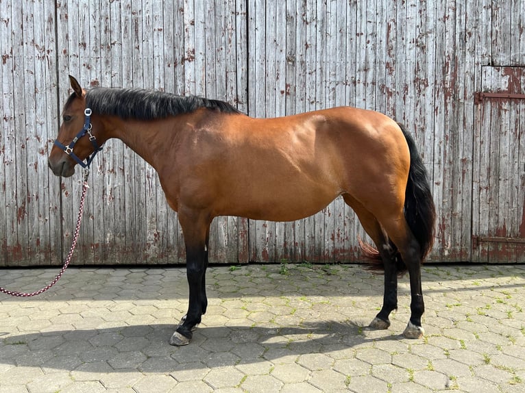Cruzado Merrie 11 Jaar Bruin in Gollhofen