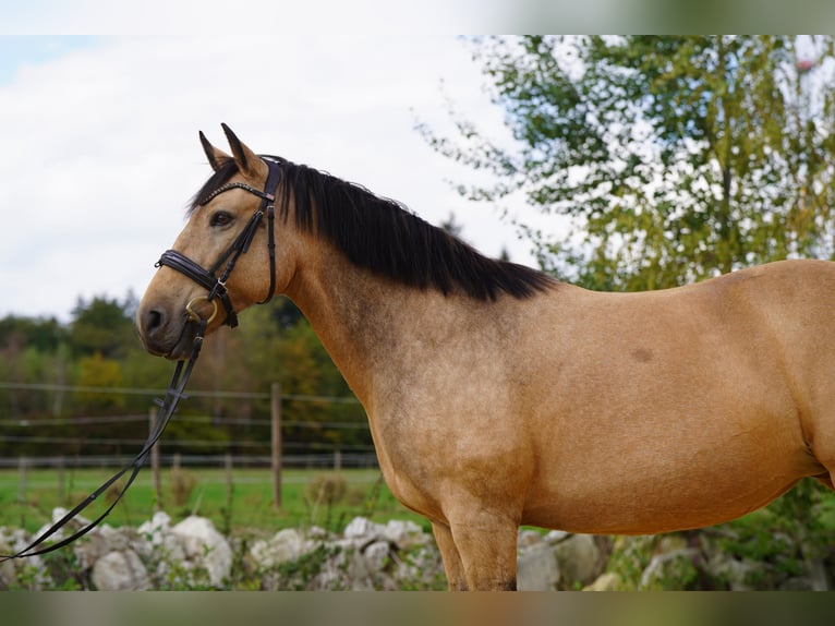 Cruzado Merrie 12 Jaar 155 cm Buckskin in Heinzenbach