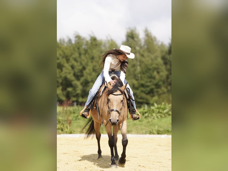 Cruzado Merrie 12 Jaar 155 cm Buckskin in Heinzenbach