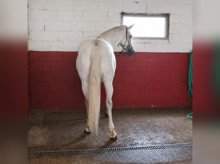 Cruzado Mix Merrie 12 Jaar 156 cm Schimmel in Santiago de Compostela