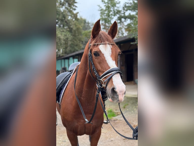 Cruzado Merrie 12 Jaar 174 cm Vos in Brugherio