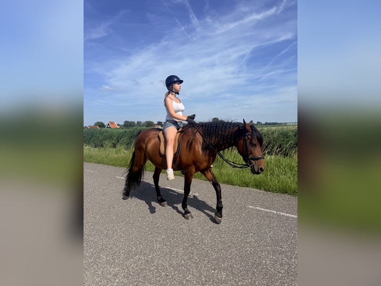 Cruzado Merrie 13 Jaar 153 cm Bruin in Brielle