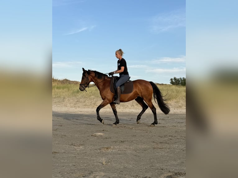 Cruzado Merrie 13 Jaar 153 cm Bruin in Brielle