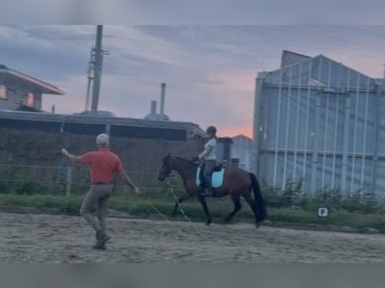 Cruzado Merrie 13 Jaar 153 cm Bruin in Brielle