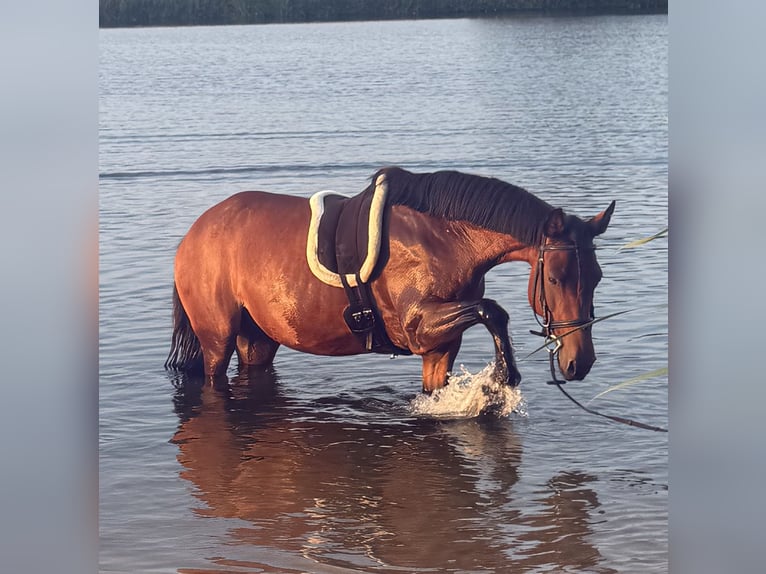 Cruzado Merrie 13 Jaar 153 cm Bruin in Brielle