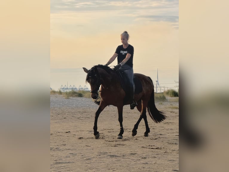 Cruzado Merrie 13 Jaar 153 cm Bruin in Brielle