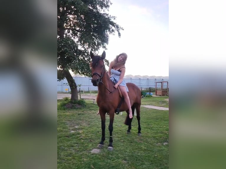 Cruzado Merrie 13 Jaar 153 cm Bruin in Brielle