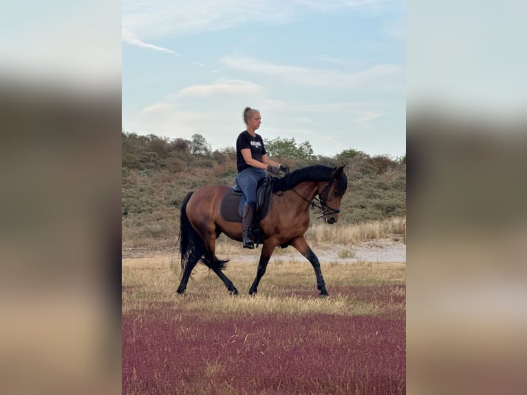 Cruzado Merrie 13 Jaar 153 cm Bruin in Brielle