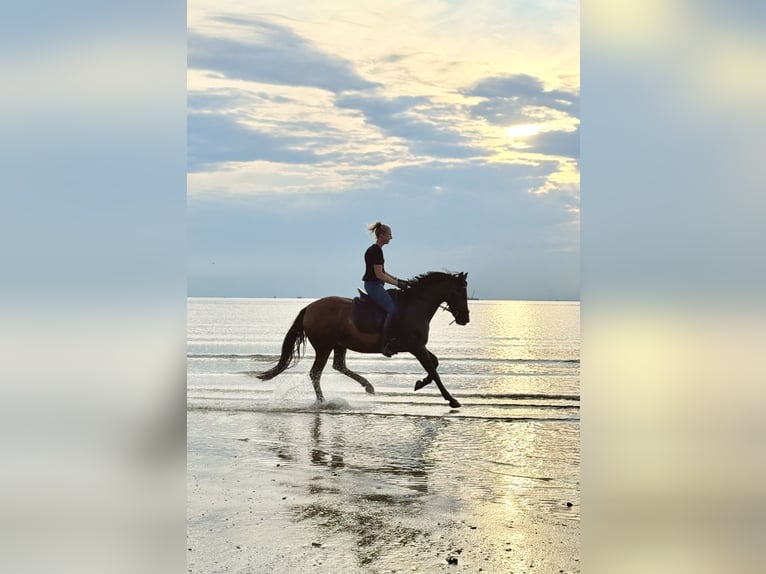 Cruzado Merrie 13 Jaar 153 cm Bruin in Brielle