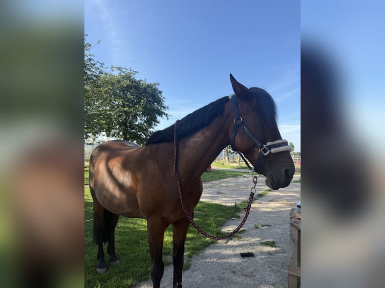 Cruzado Merrie 13 Jaar 153 cm Bruin in Brielle