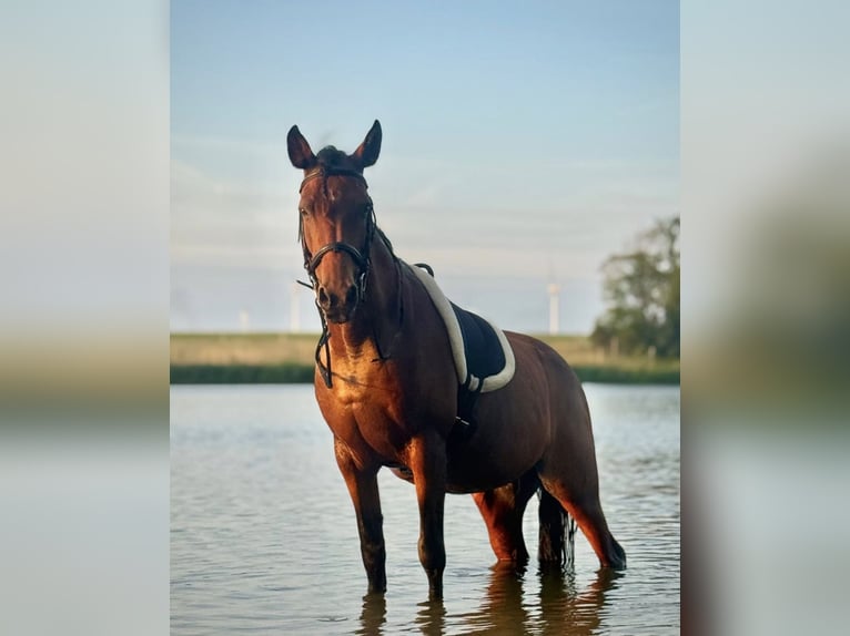 Cruzado Merrie 13 Jaar 153 cm Bruin in Brielle