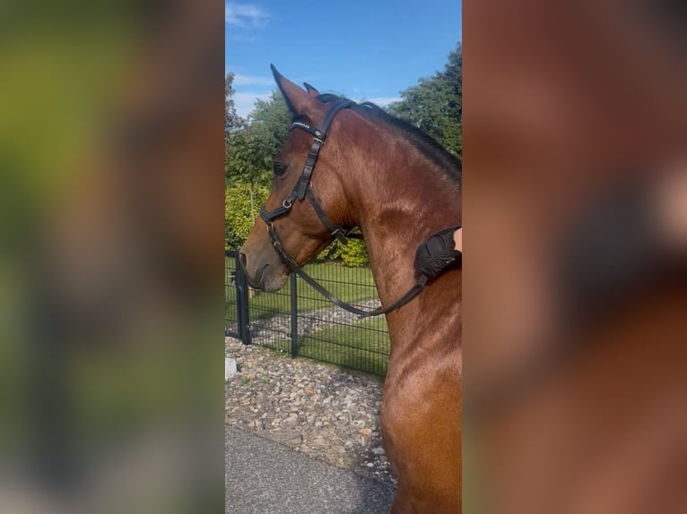 Cruzado Merrie 13 Jaar 153 cm Bruin in Brielle