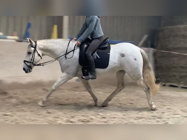 Cruzado Merrie 13 Jaar 155 cm Schimmel in W&#xFC;rzburg