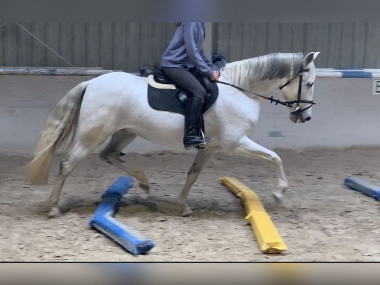 Cruzado Merrie 13 Jaar 155 cm Schimmel in W&#xFC;rzburg