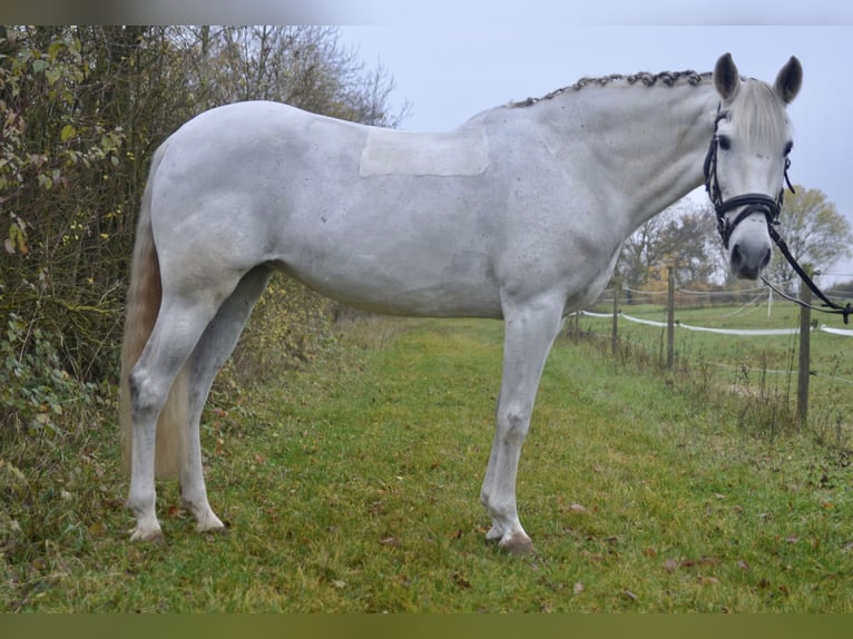 Cruzado Merrie 13 Jaar 155 cm Schimmel in W&#xFC;rzburg