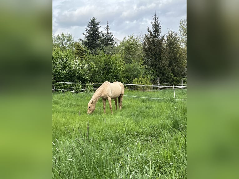 Cruzado Merrie 14 Jaar 153 cm Palomino in Dormagen