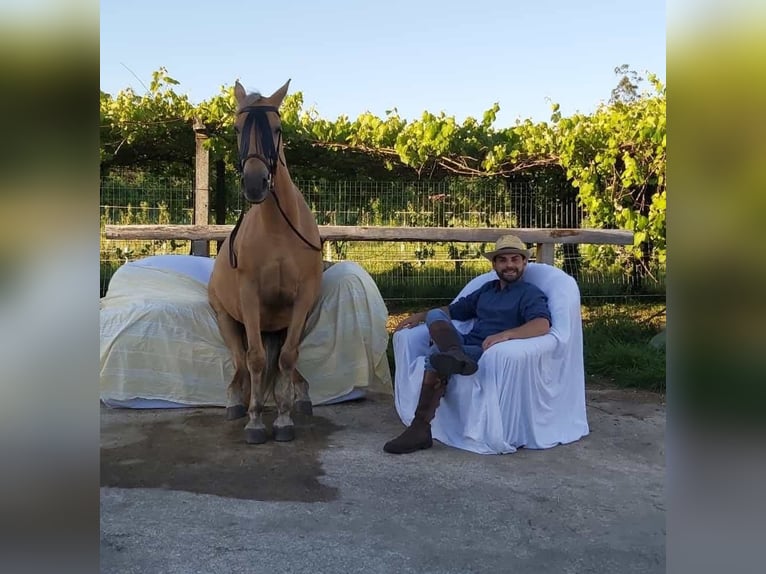 Cruzado Mix Merrie 14 Jaar 158 cm Palomino in Santiago De Compostela