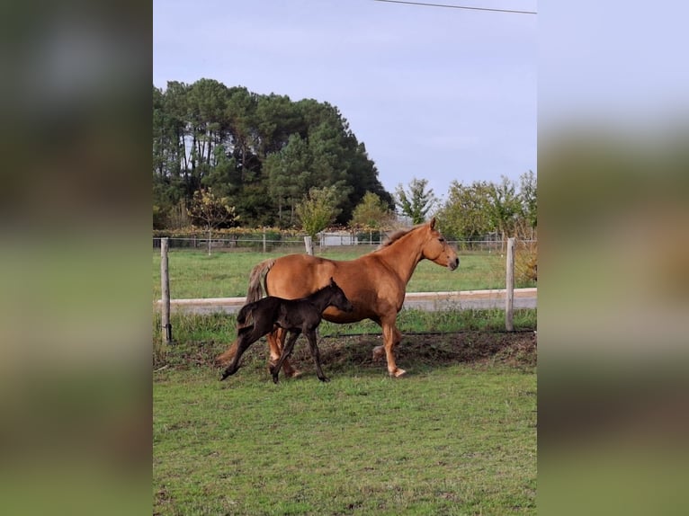 Cruzado Mix Merrie 14 Jaar 158 cm Palomino in Santiago De Compostela