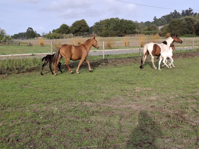 Cruzado Mix Merrie 14 Jaar 158 cm Palomino in Santiago De Compostela