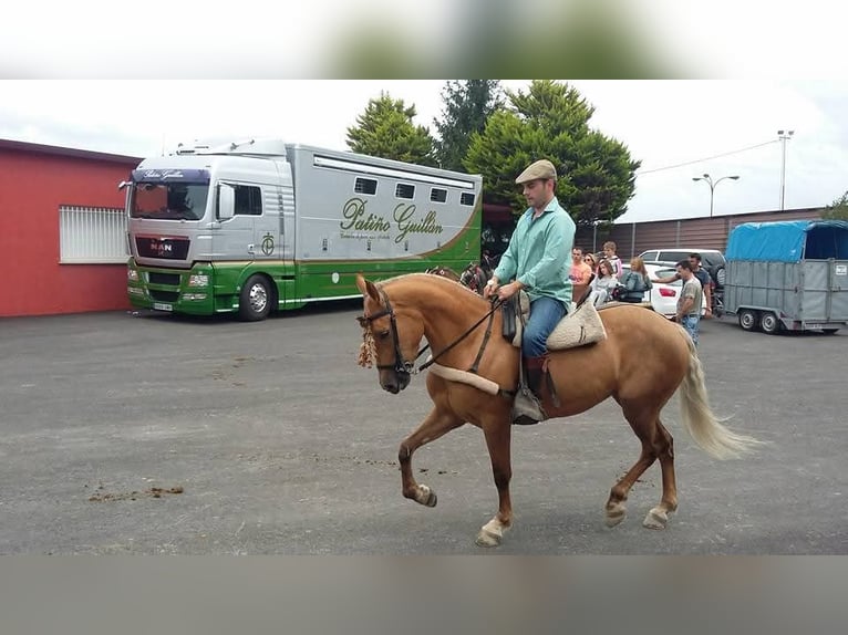 Cruzado Mix Merrie 14 Jaar 158 cm Palomino in Santiago De Compostela