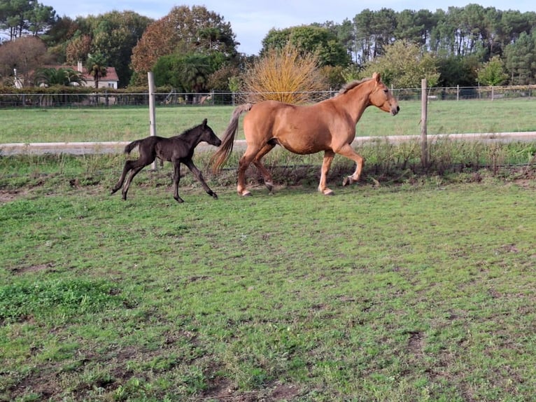 Cruzado Mix Merrie 14 Jaar 158 cm Palomino in Santiago De Compostela